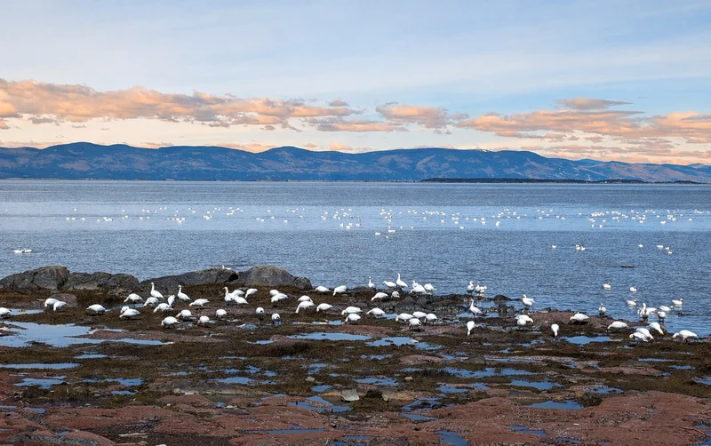 Snow geese on the riverbank